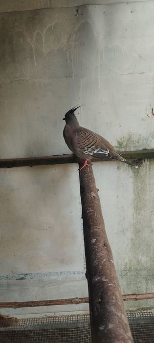 Casal de Rolas de Crista