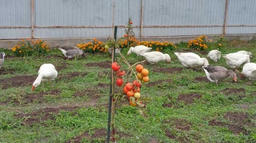 Продаю сім'ю гусей(тулуз+мамут),та живою вагою 95 грн/кг.