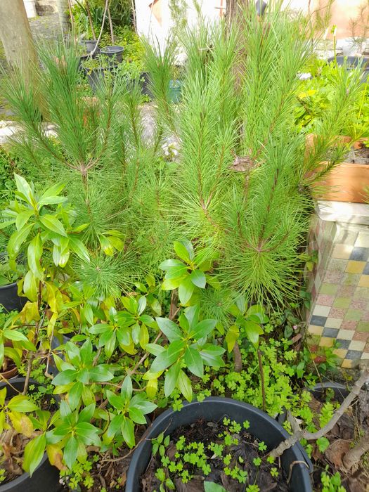 Pinheiros mansos em vaso