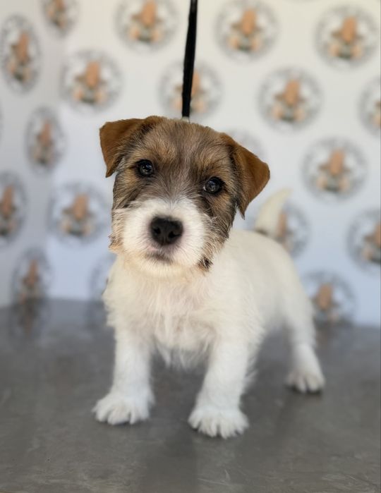 Macho Jack Russell Terrier  pelo cerdoso