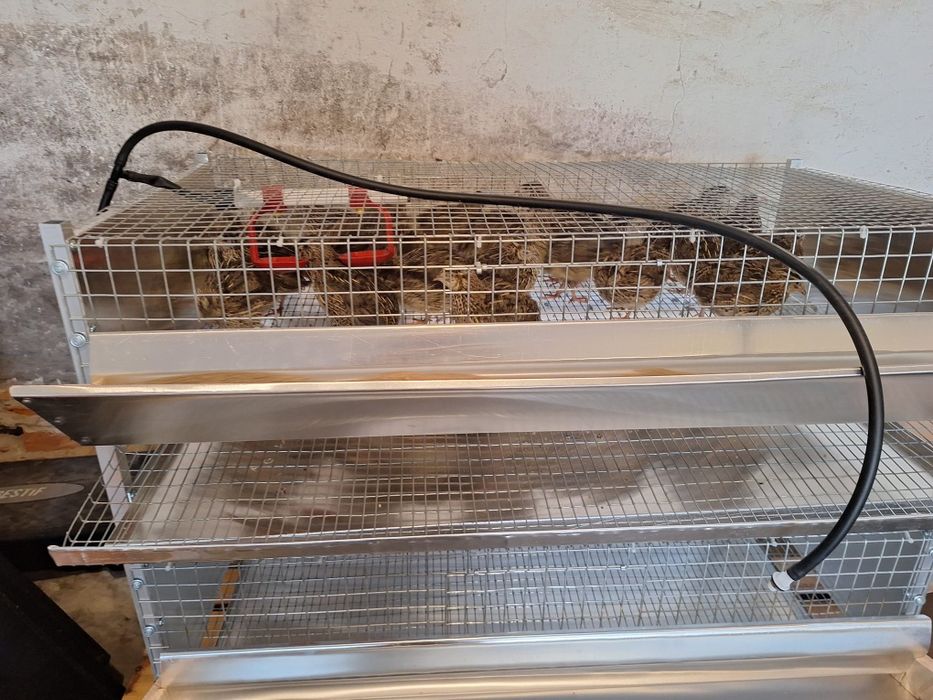 Sprzedam przepiórki dwie klatki 35 szt.