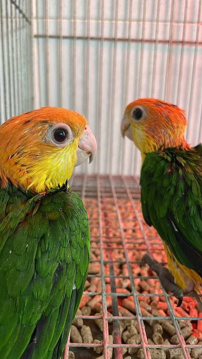 Pionite fêmea com documentação