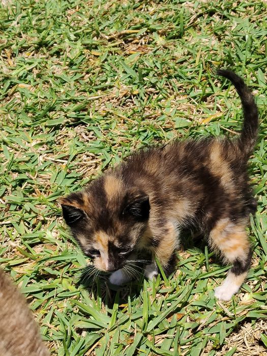 gatinhos para doação responsável