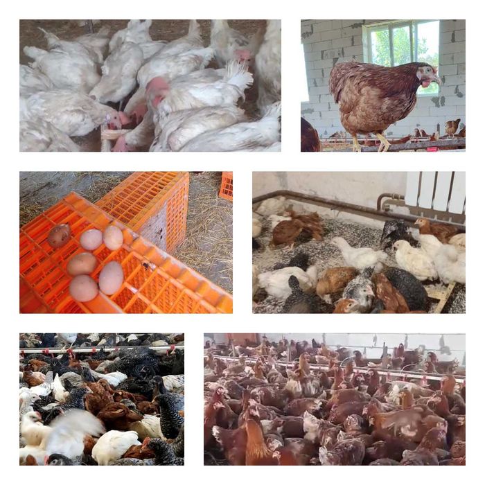 Продам кури несушки! Доставка безкоштовна. Решетилівка!
