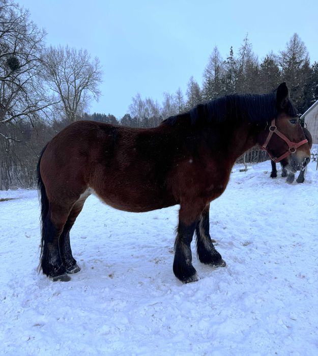 Klacz zimnokrwista PKZ księga główna