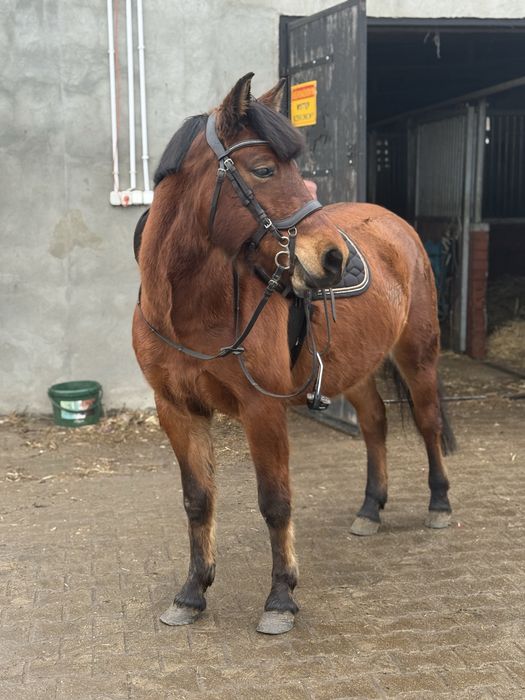 hucułka 7 lat do hipoterapii/rekreacji