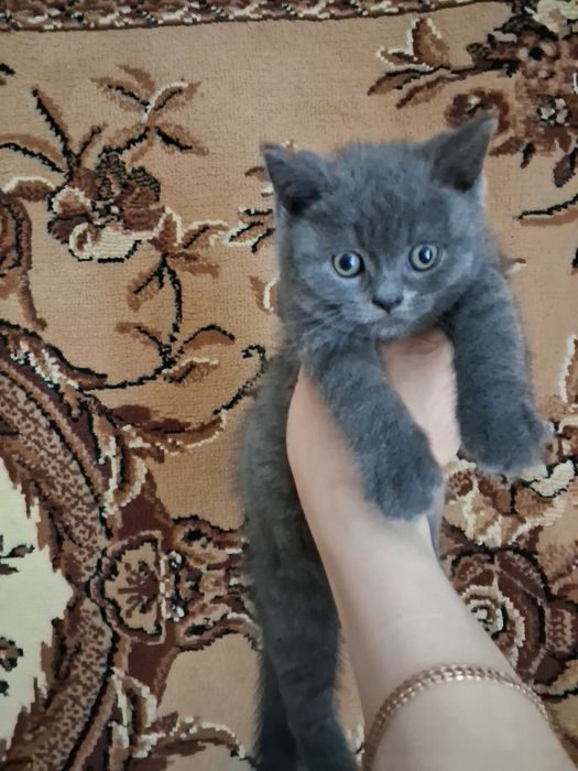 Шотланські кошенята