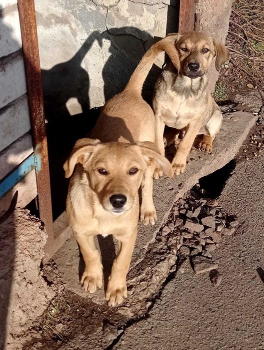 Хлопчик і дівчинка в гарні родини