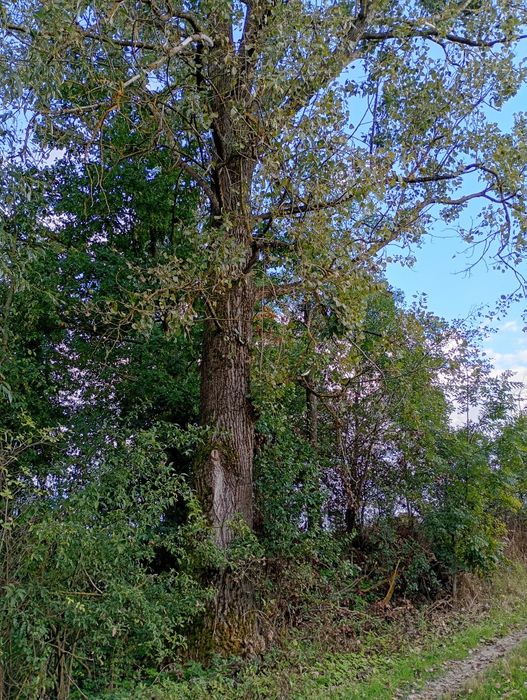 Drzewo topola duża okaz