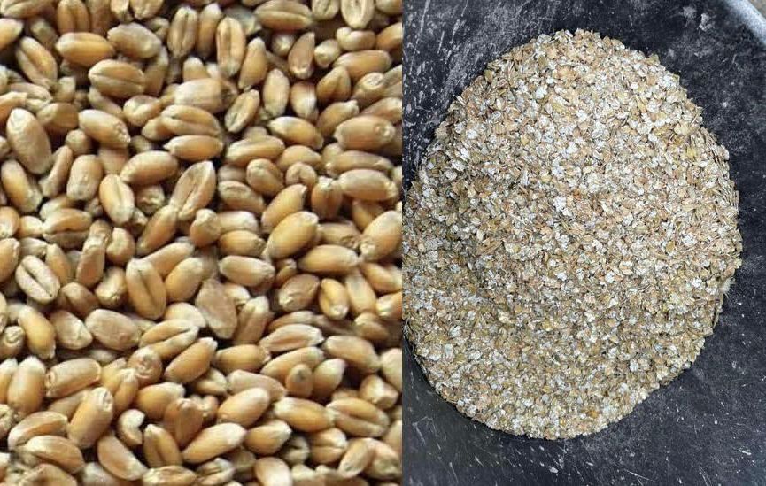 Zboże gniecione po gniotowniku na płatek