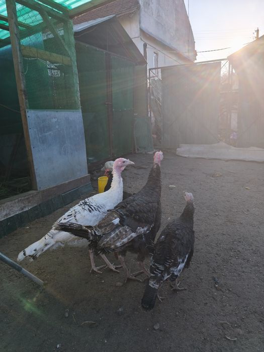 Індики молодняк різних порід