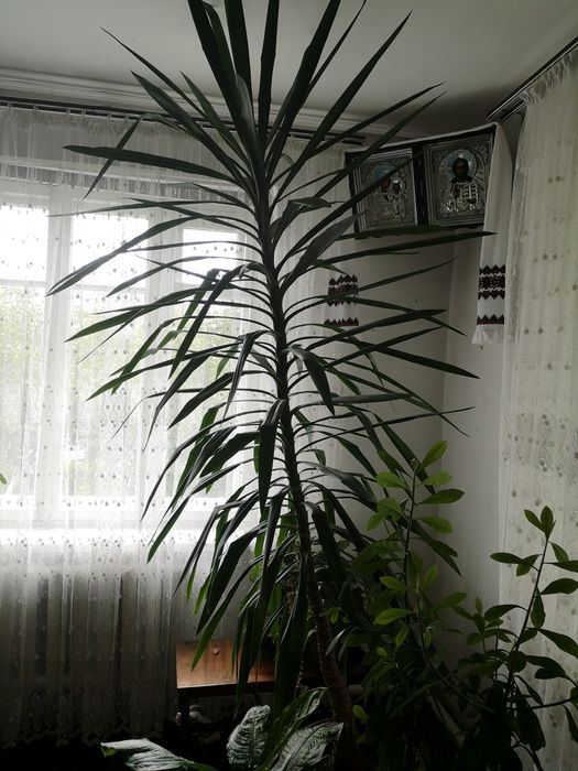 Вазон Юкка гігантська / Yucca gigantea