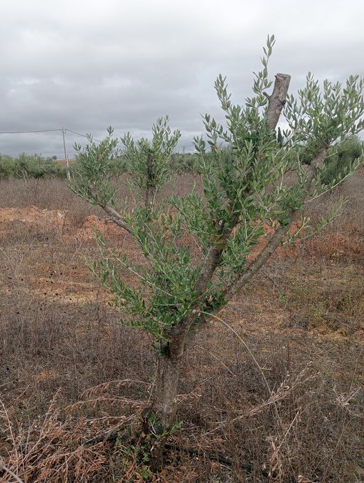 Oliveiras para jardim