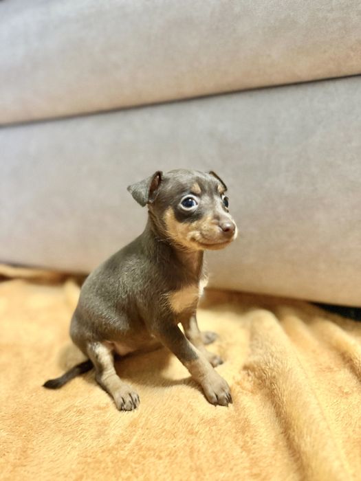 Mini Pincher Femea chocolate 2 meses