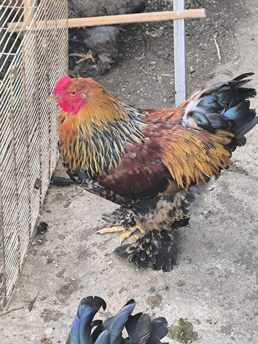 Brahma Prediz Machos jovens