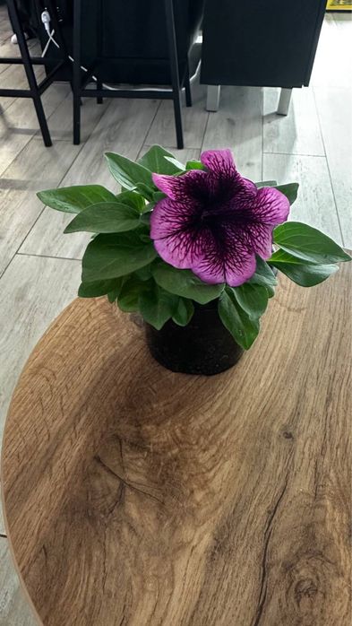 Петунія однорічна