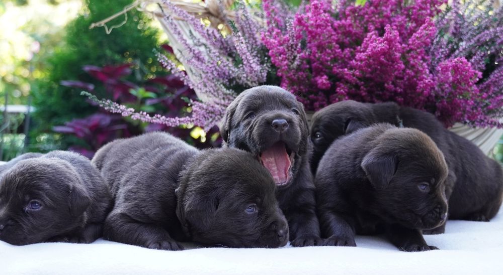 Labrador retriever-czekoladowa suczka ZKwP/ FCI