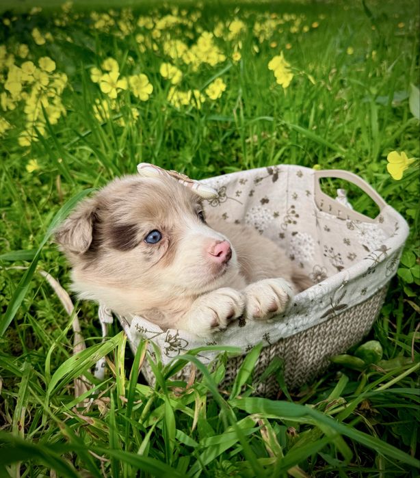Excelente menina border collie red merle