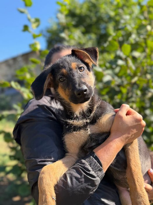 Szczeniaki do adopcji