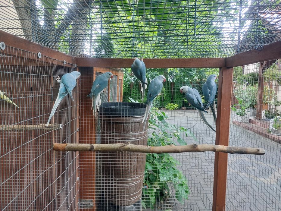 Aleksandretty młode