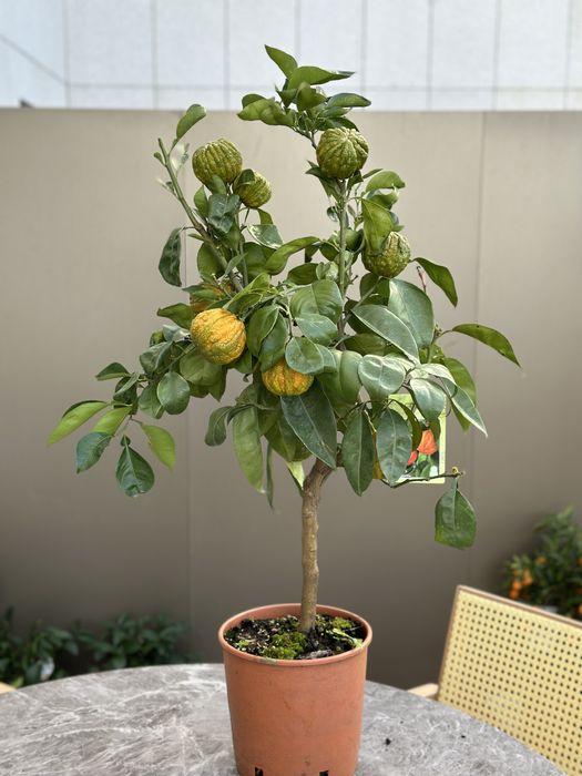 Laranjeira “Sinensis Canaliculata” Anã com fruto