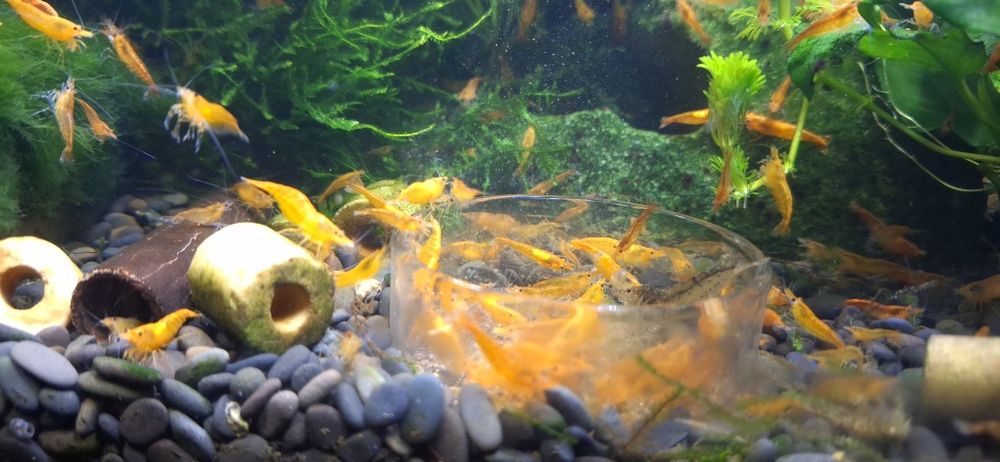 Krewetka Neocardina Orange Sakura