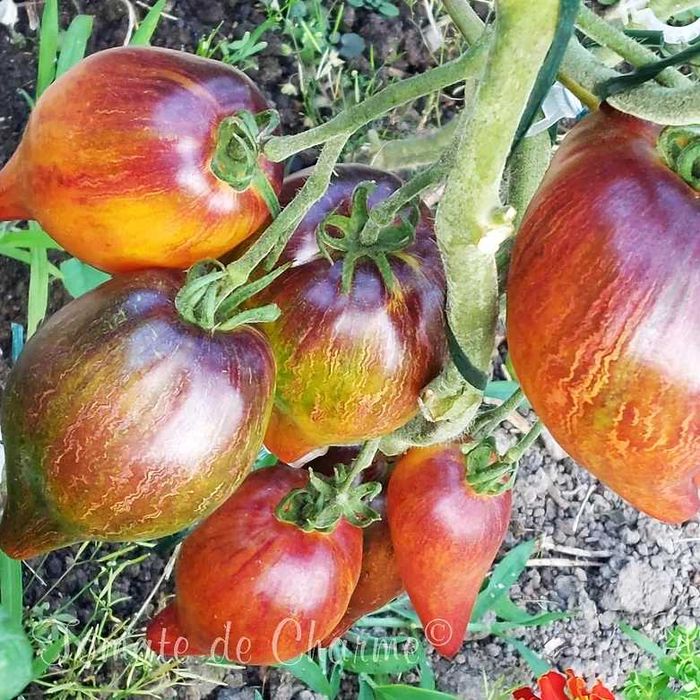 Nasiona pomidorów i inne 10 op