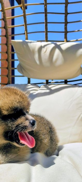 Akita Inu bebe maravilhoso
