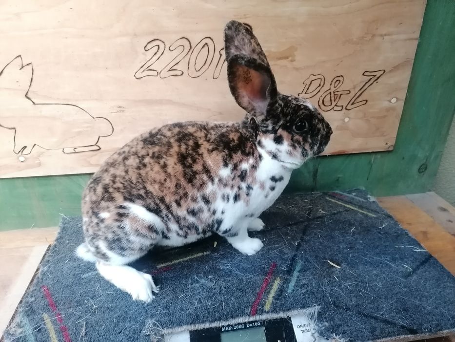 Rex gepard samiczka i samiec