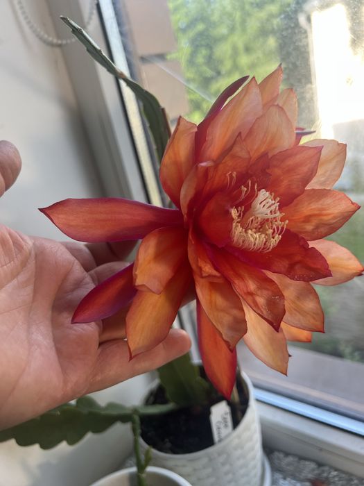 Эпифилум сортовой