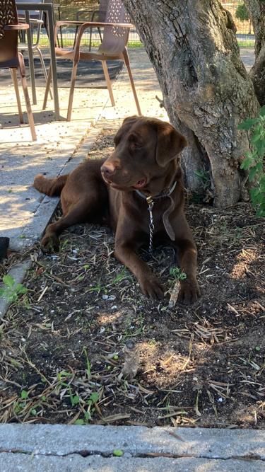 Labrador retriever chocolate com LOP para monta/cruza