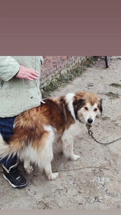 Отдам пса, возраст 5 лет, сидит на цепи сам