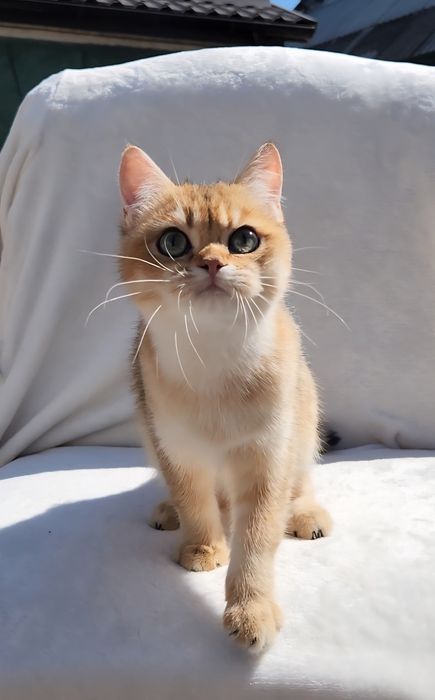 Шотландське кошеня золота шиншила