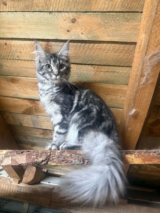 Kotka maine coon srebrna WCF/SHK