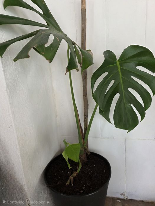 Monstera Deliciosa - Costela de Adão
