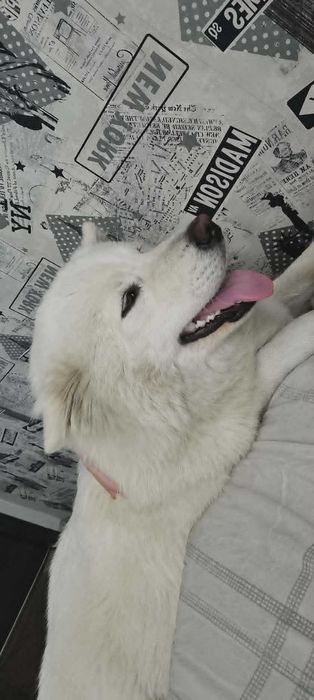 Samojed/Samoyed - Przepiękne odchowane szczeniaki, gotowe do domu!