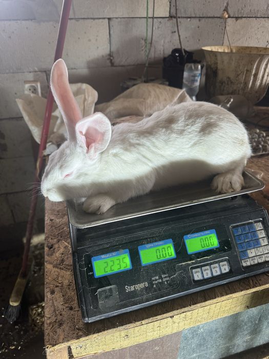 Продаю мясо кролів