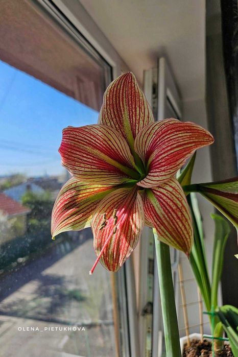 Гіппеаструм Exotic Star, цибулина, луковица, амариллис