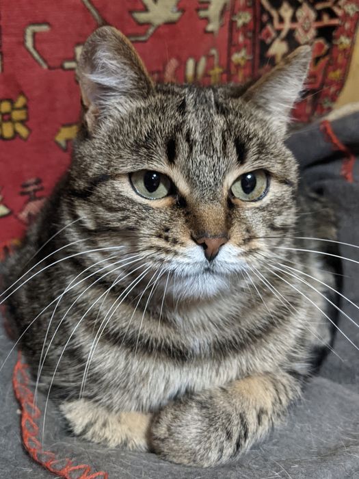Неимоверно ласковая кошечка мраморного окраса, 3 года, СТЕРИЛИЗОВАНА!