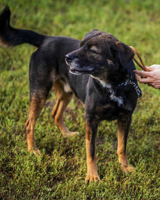 Młody Skubi czeka na dom
