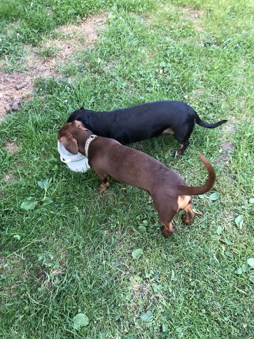 Шоколадний красунчик такса шукає подружку