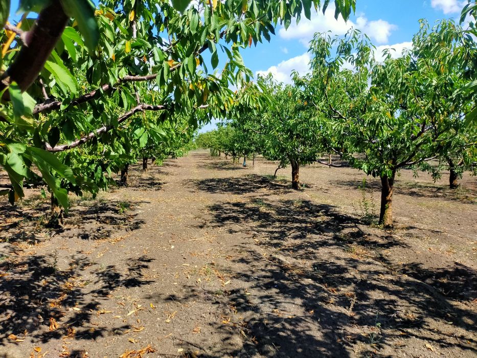 Продам сад с. Троицкое Беляевского р-на,Одесской обл.