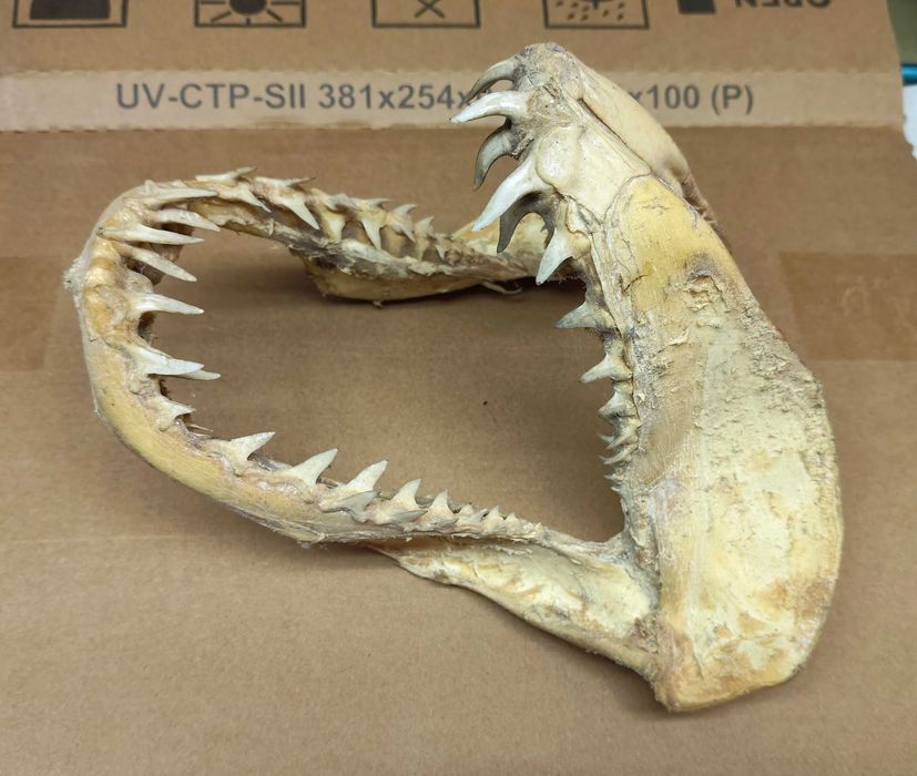 Arcada dentaria de Peixe