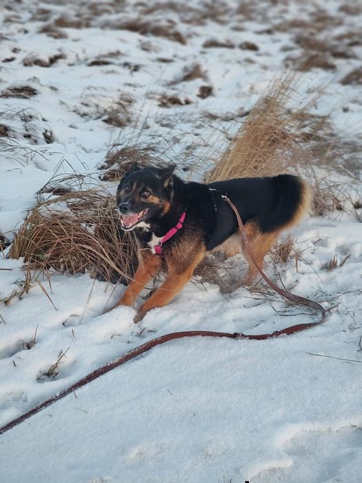 Feliks wraca z DT do boksu pilnie szukamy domu
