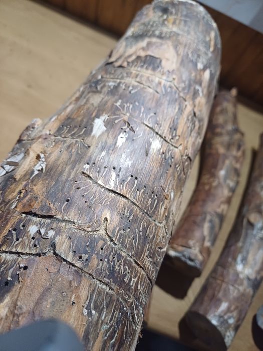 Żerowiska - Cetyniec mniejszy