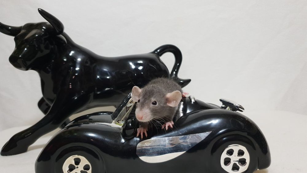 Szczur szczury szczurki przyjazne maluchy =)