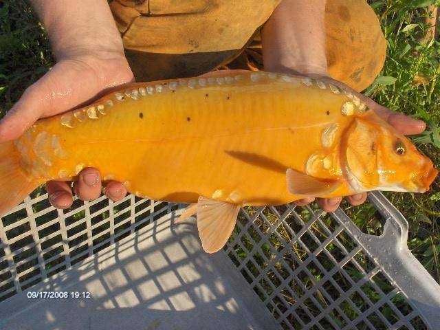 tarlak karaś koi karp koi kroczek inne lin amur tołpyga