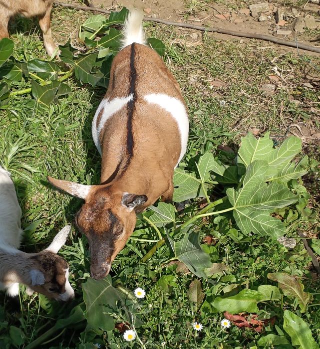 Cabras Anãs - Fêmea