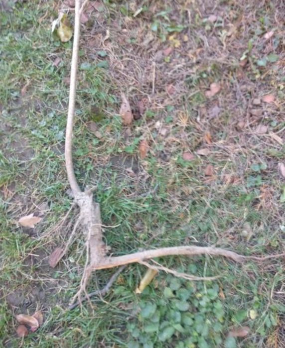 Sadzonki wiśni 12 sztuk  Stara odmiana