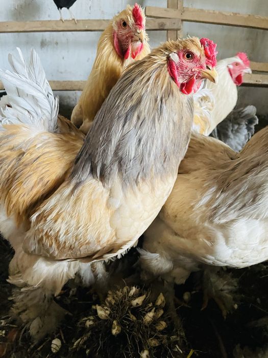 Koguty Brahma  Duze zdrowe